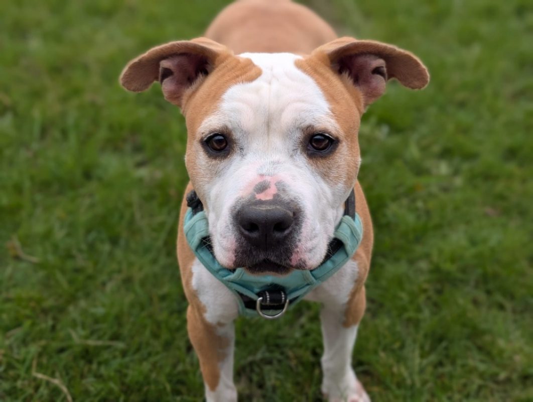 Prada - Chien à adopter