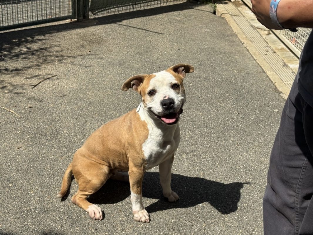 Prada - Chien à adopter - photo 2