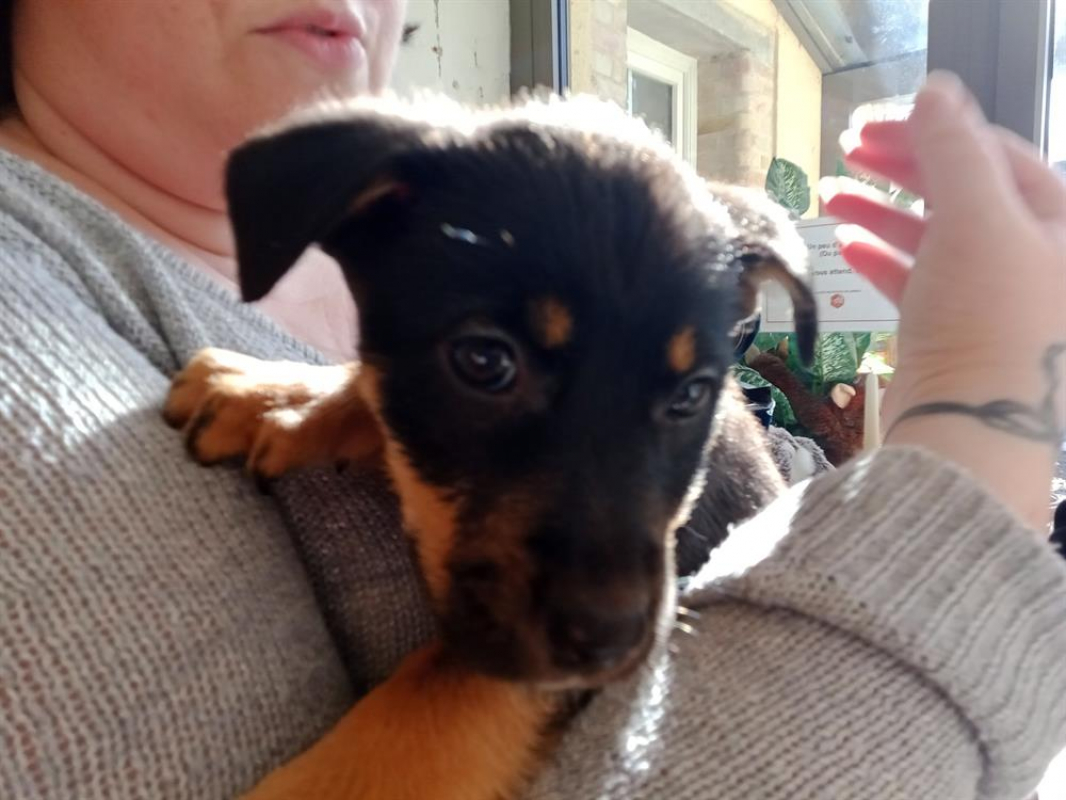 Valma - Chien à adopter