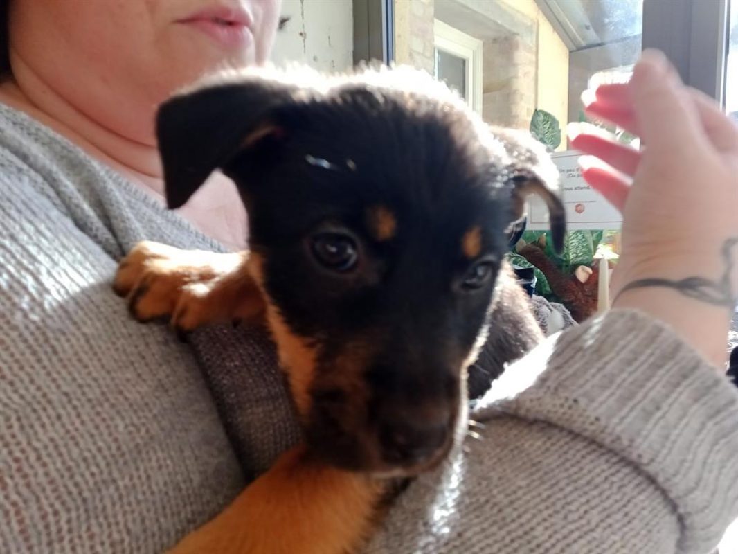 Valma - Chien à adopter