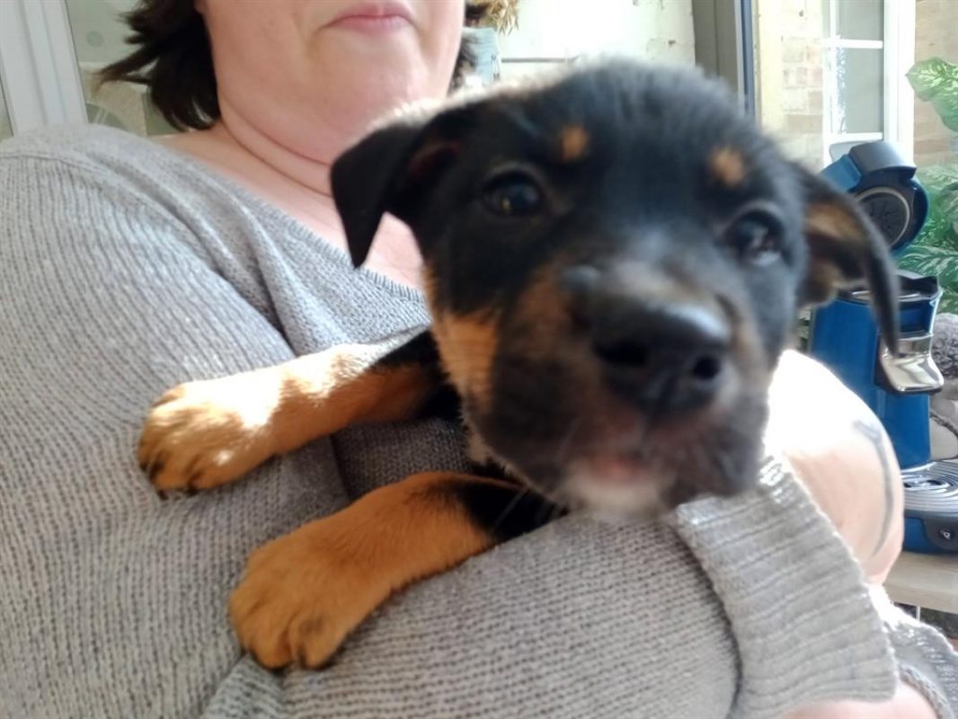 Valma - Chien à adopter - photo 2