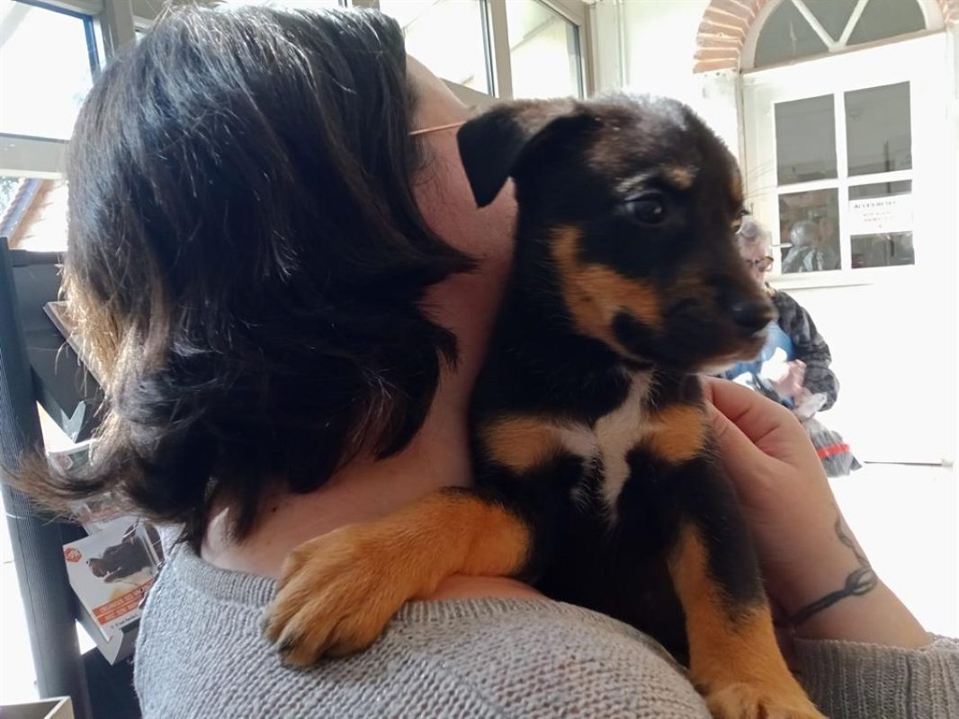 Valma - Chien à adopter - photo 3