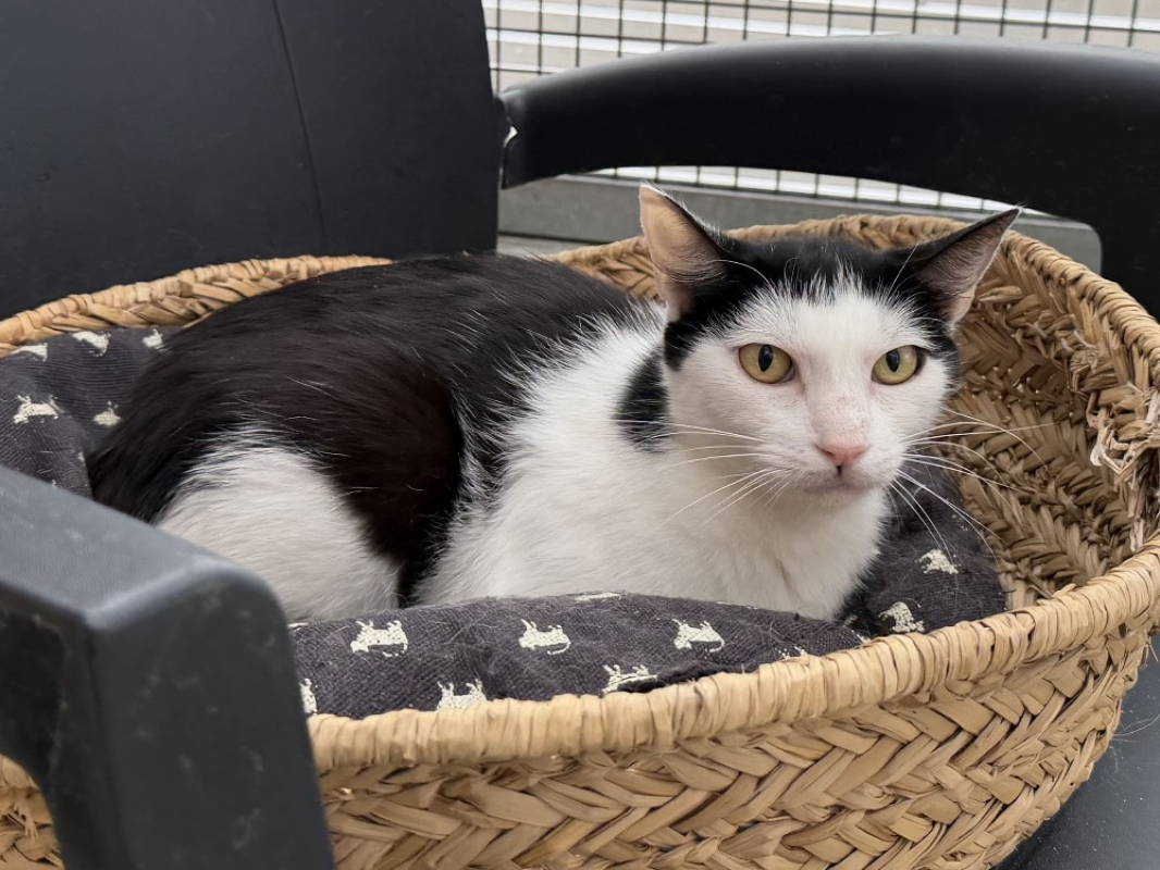 Rhea - Chat Européen à adopter