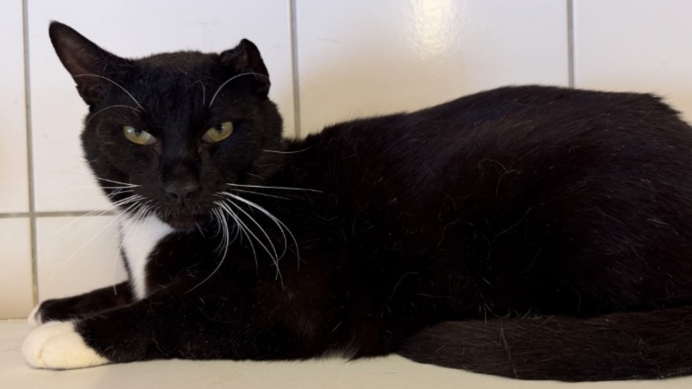 Ajax - Chat Européen à adopter