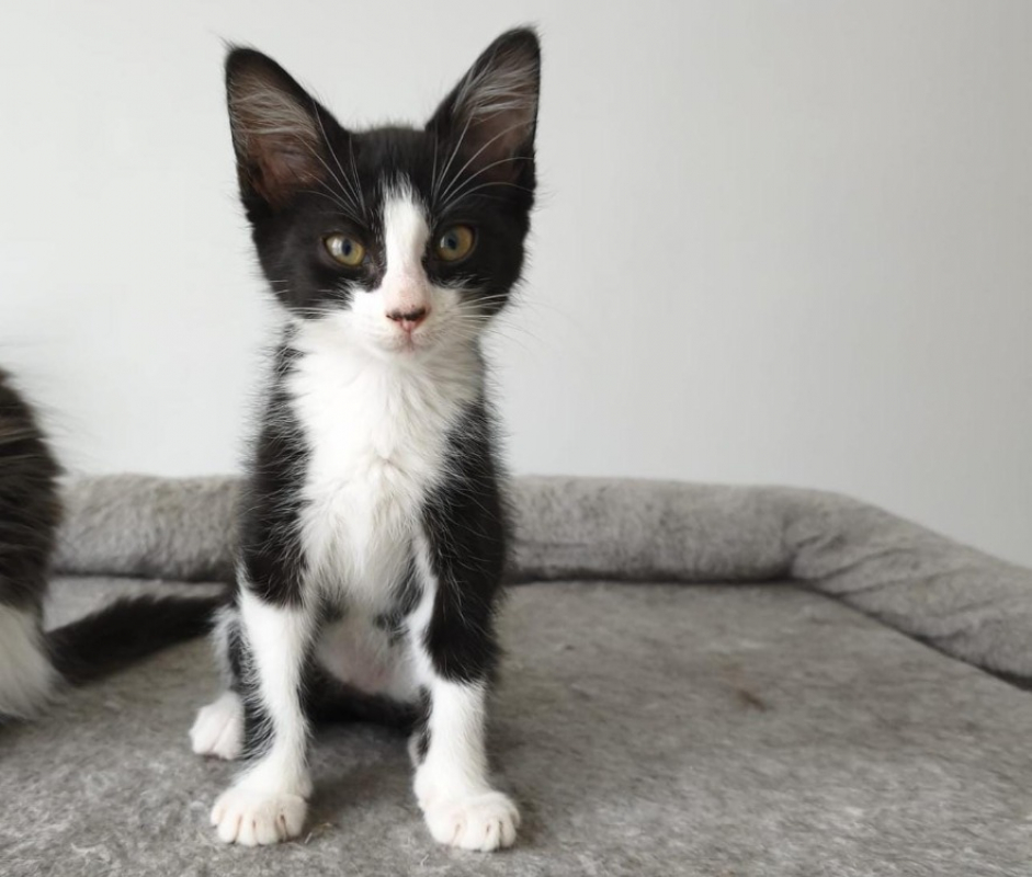 Kinna - Chat Européen à adopter