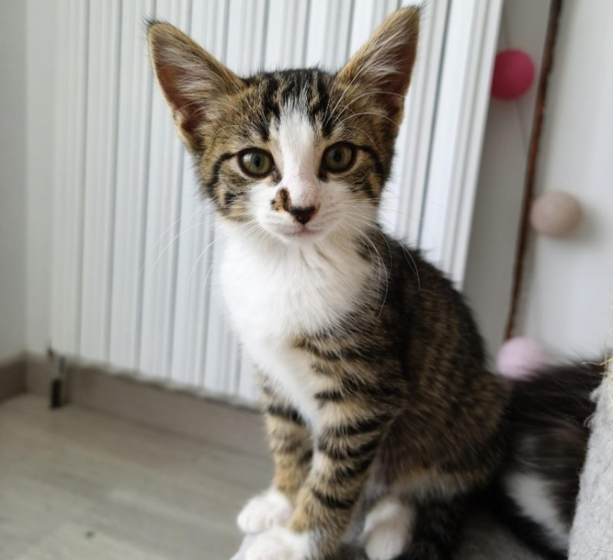 Talet - Chat Européen à adopter
