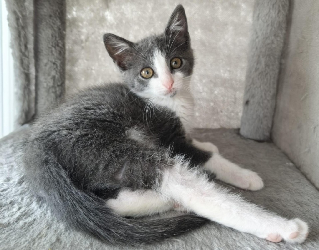 Ginosa - Chat Européen à adopter