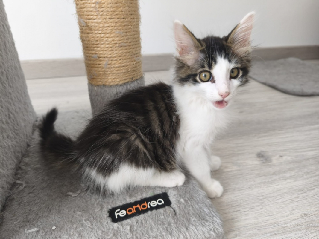 Javad - Chat Européen à adopter