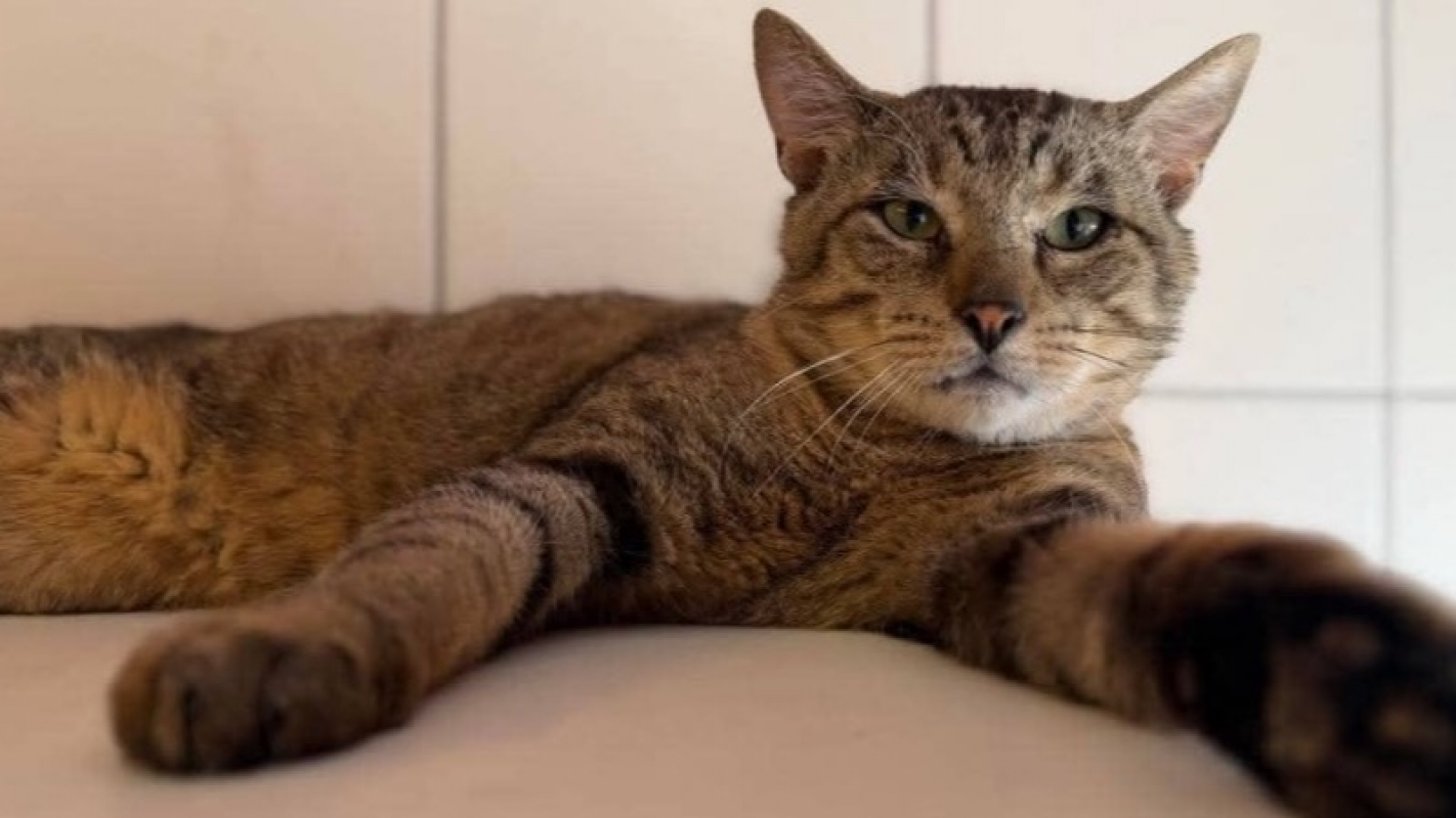 Aphrodite - Chat Européen à adopter