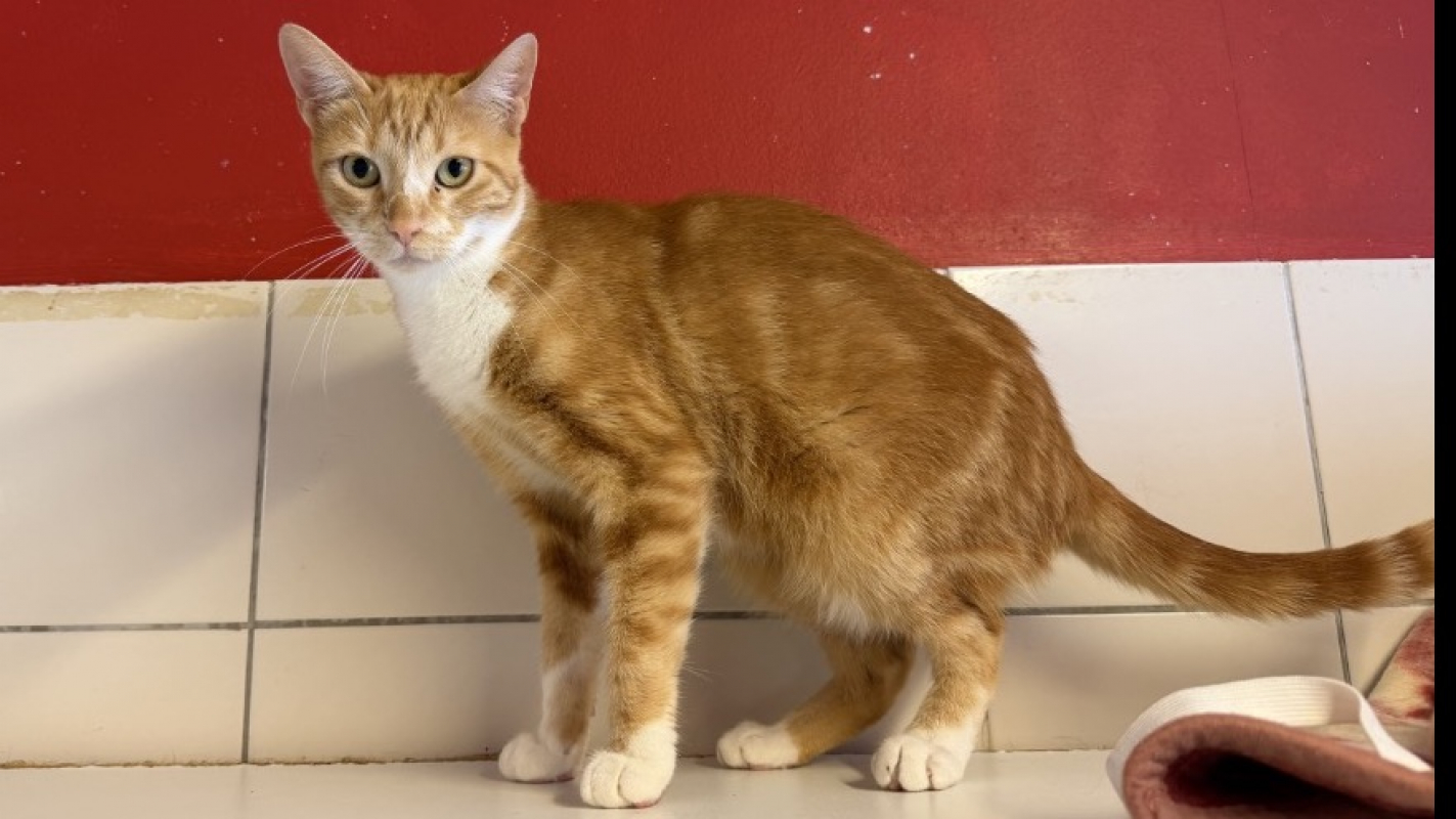 Iris - Chat Européen à adopter