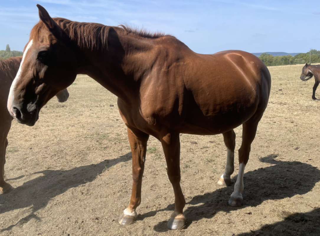 Taragona - Equidé Cheval à adopter