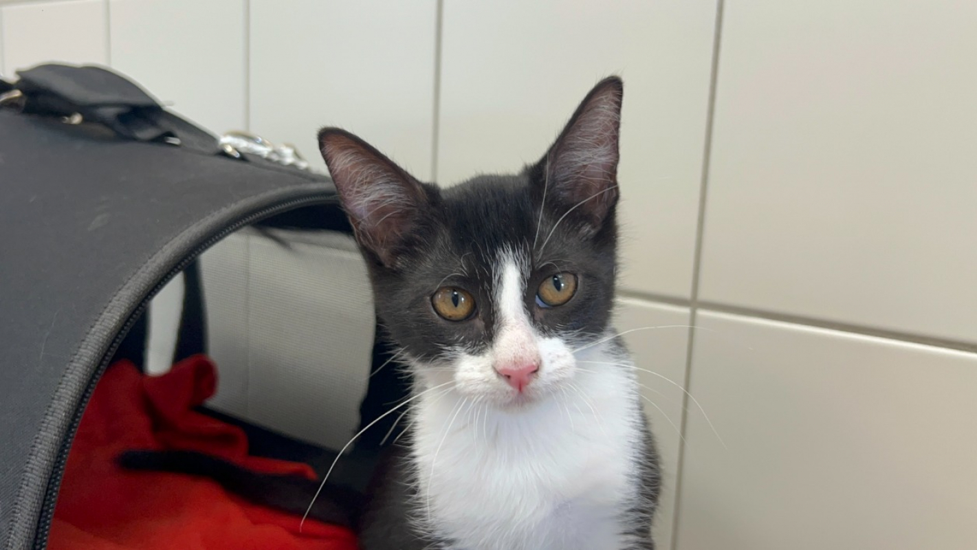 Groot - Chat Européen à adopter