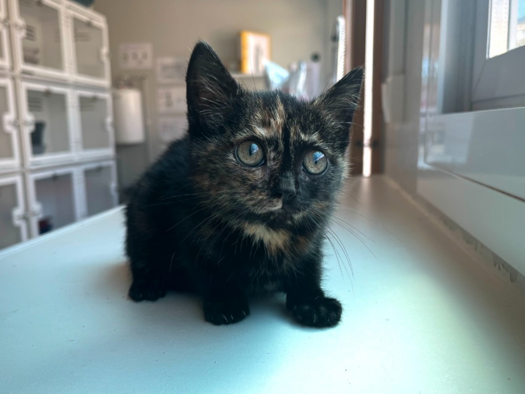 Etoile - Chat Européen à adopter