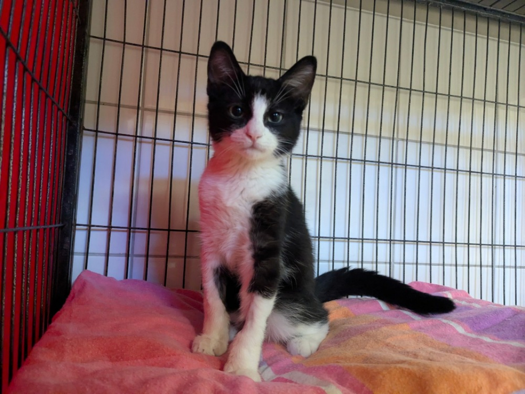 Bibou - Chat Européen à adopter