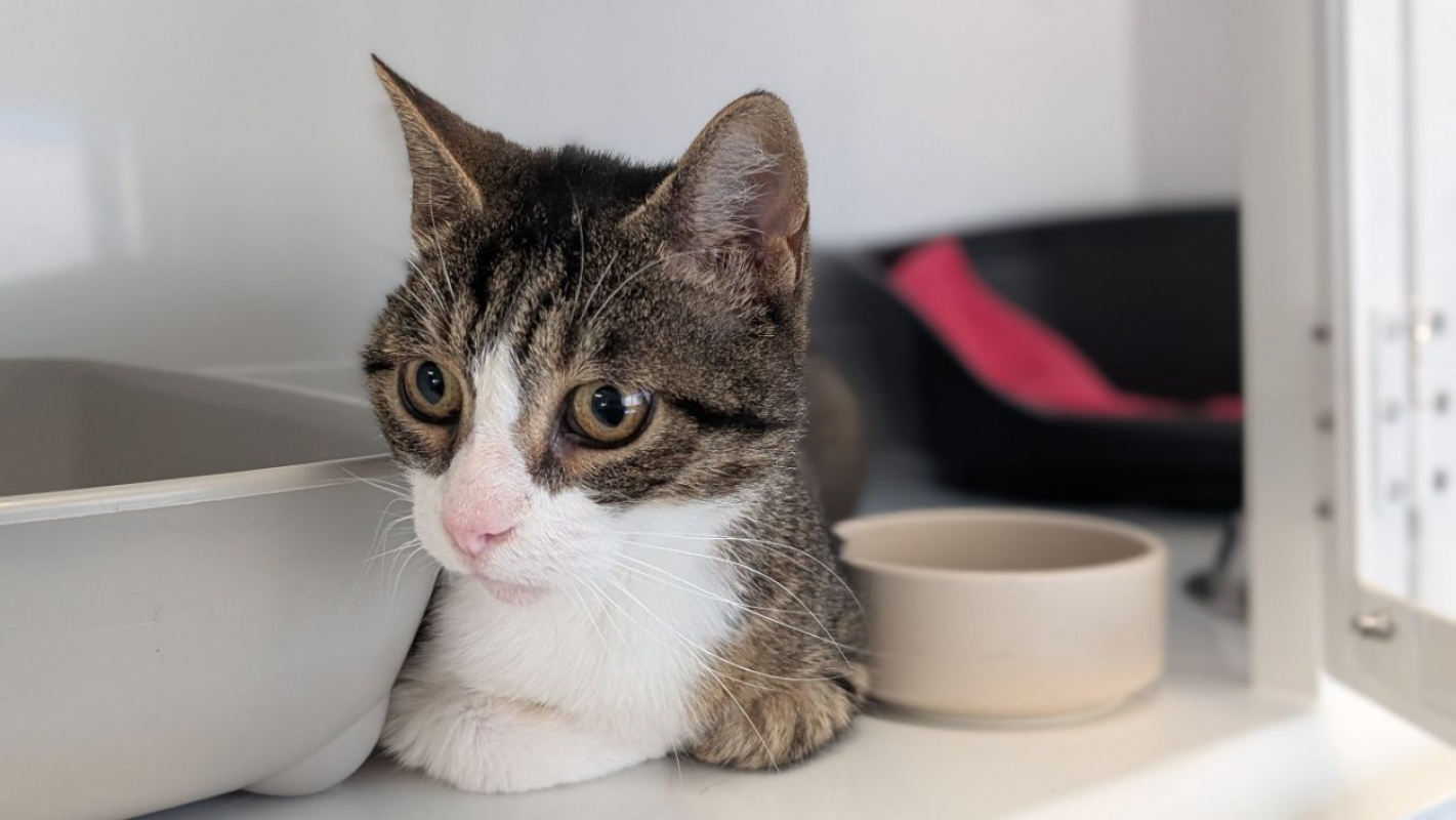Jasmin - Chat Européen à adopter