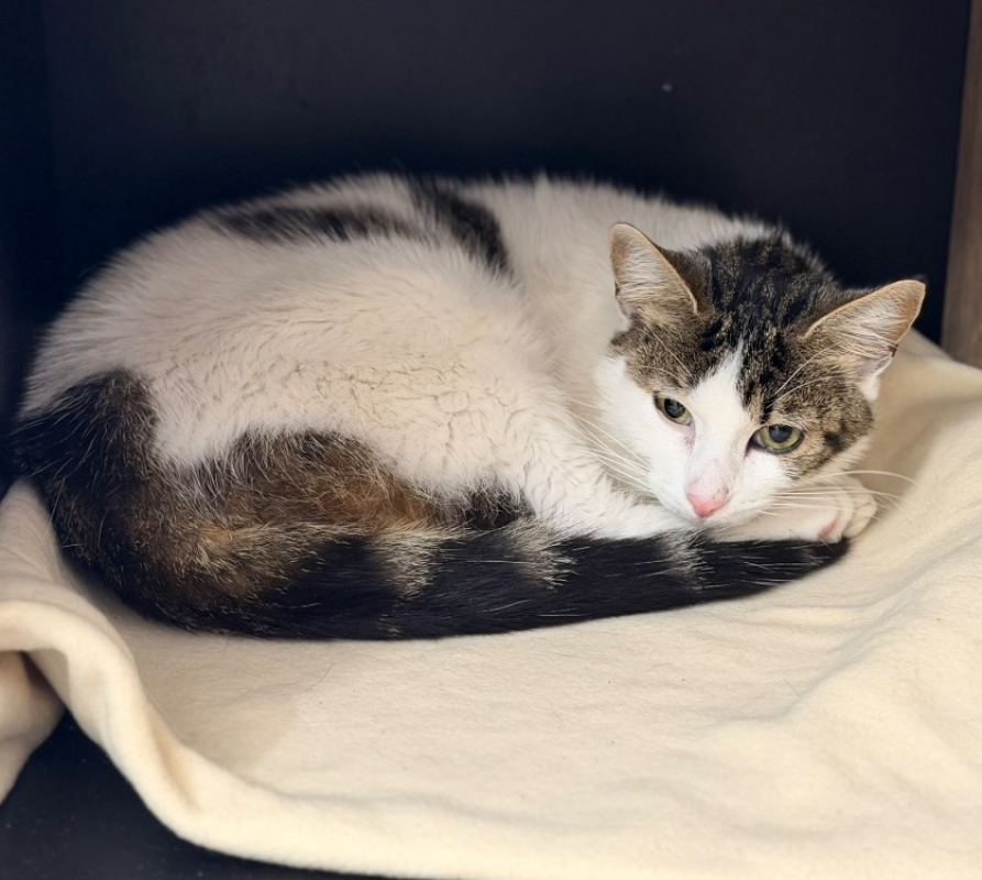 Aster - Chat Européen à adopter