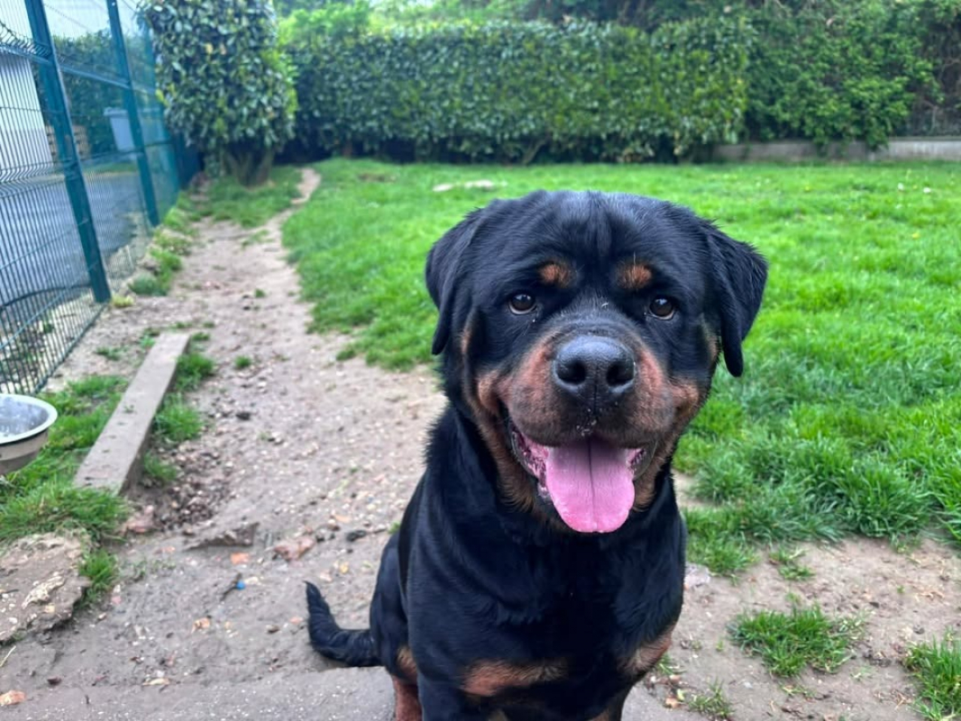 Kira - Chien Rottweiler à adopter - photo 2