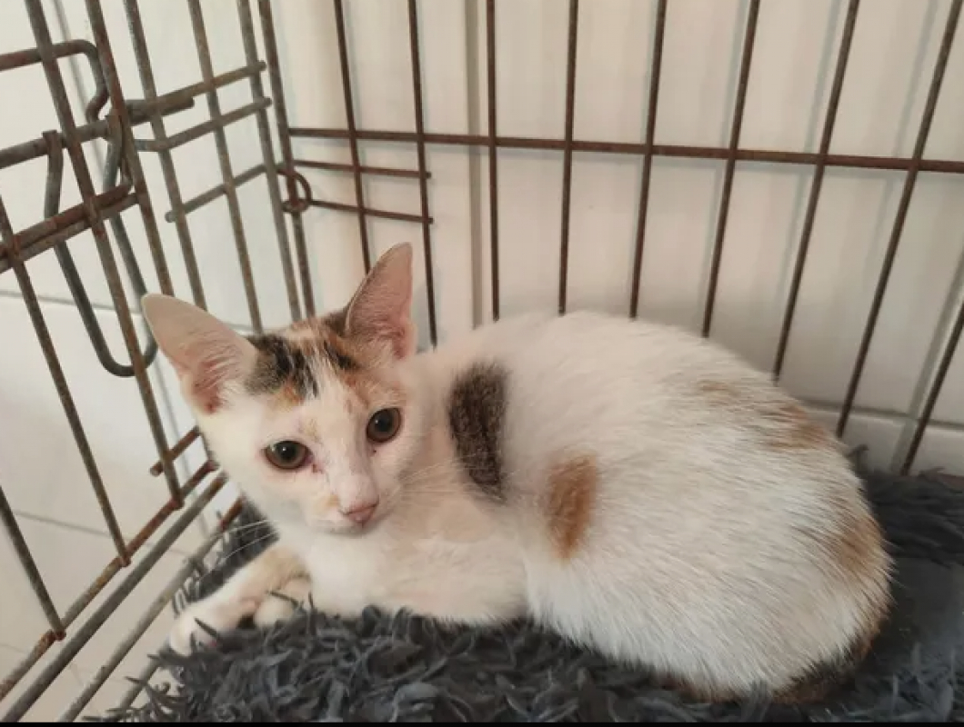 Gaia - Chat Européen à adopter