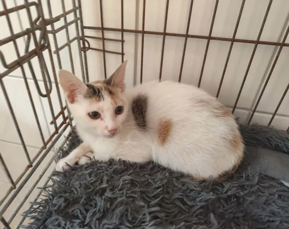 Gaia - Chat Européen à adopter - photo 2