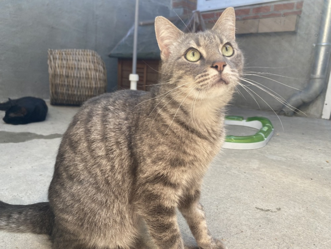 Versace - Chat Européen à adopter