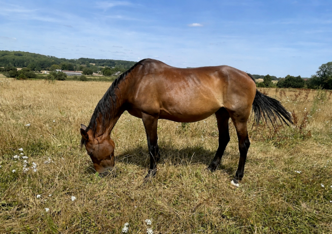 Tea - Equidé Cheval à adopter