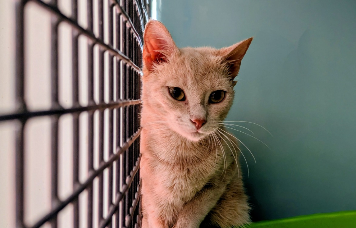 Rubis - Chat Européen à adopter