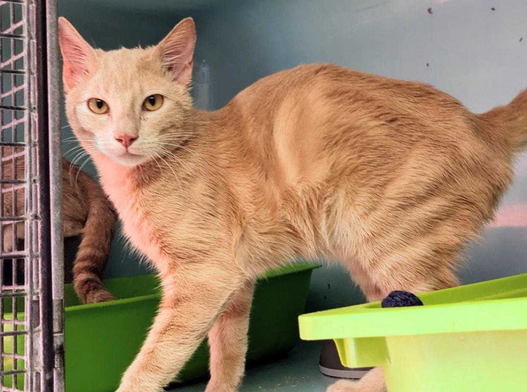 Saphir - Chat Européen à adopter