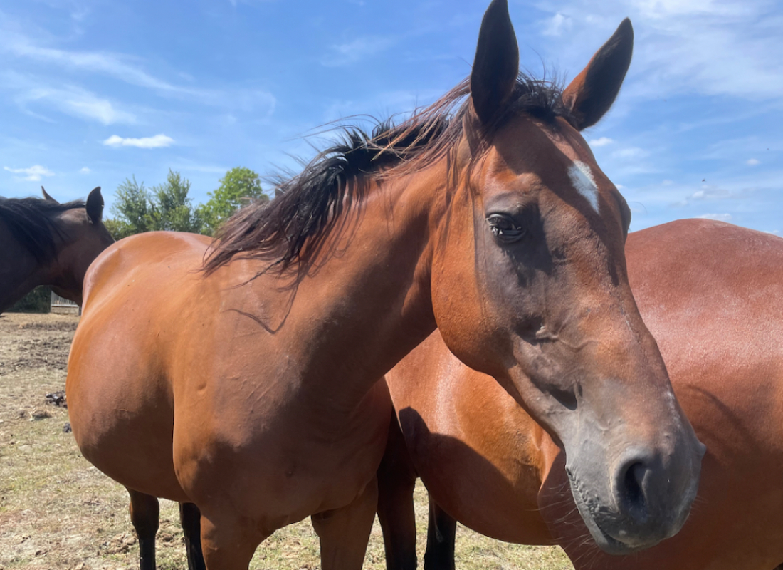 Sukaraja - Equidé Cheval à adopter