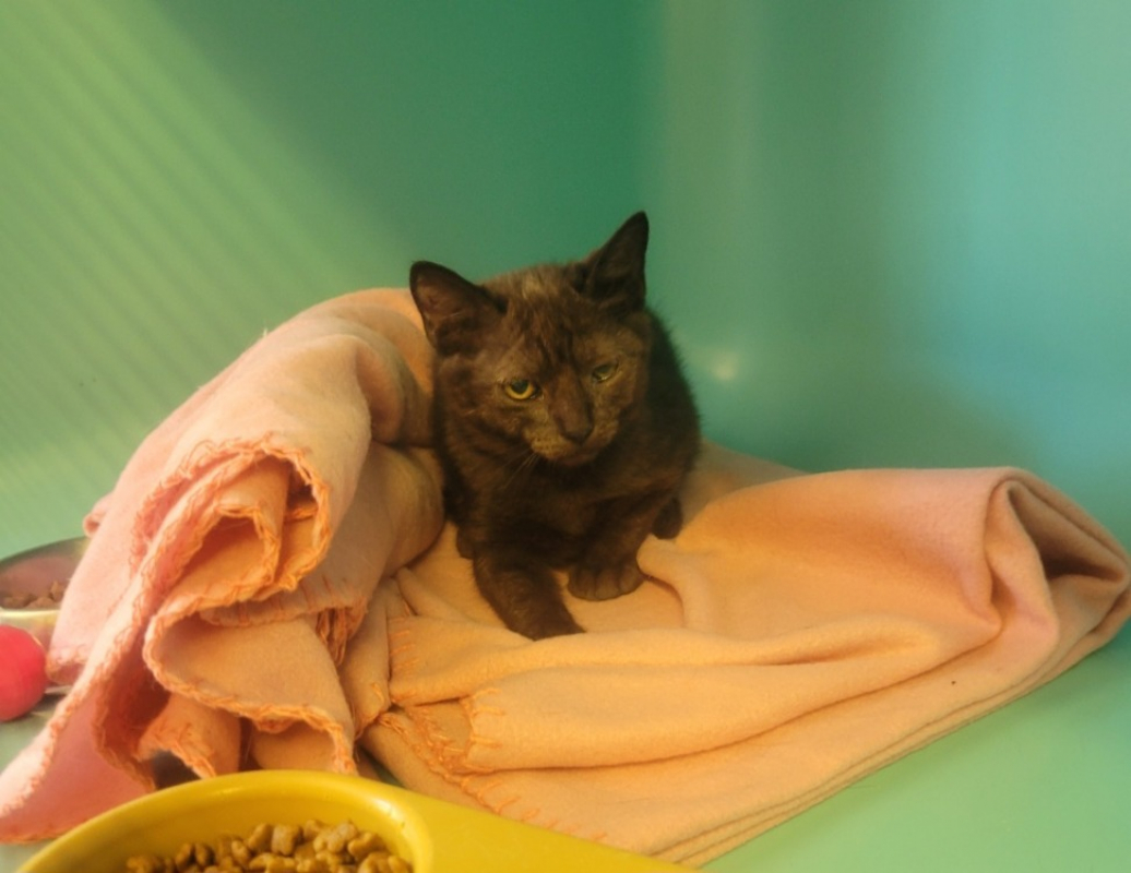 Nala - Chat Européen à adopter
