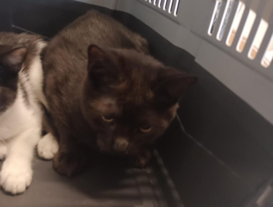 Nalou - Chat Européen à adopter