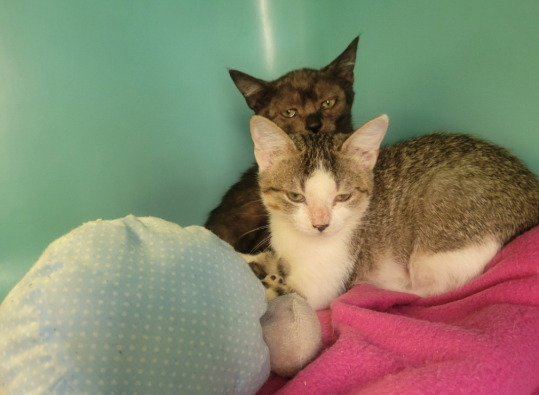 Bella - Chat Européen à adopter