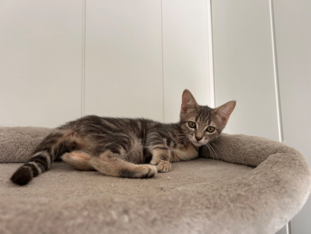 Bugatti - Chat Européen à adopter