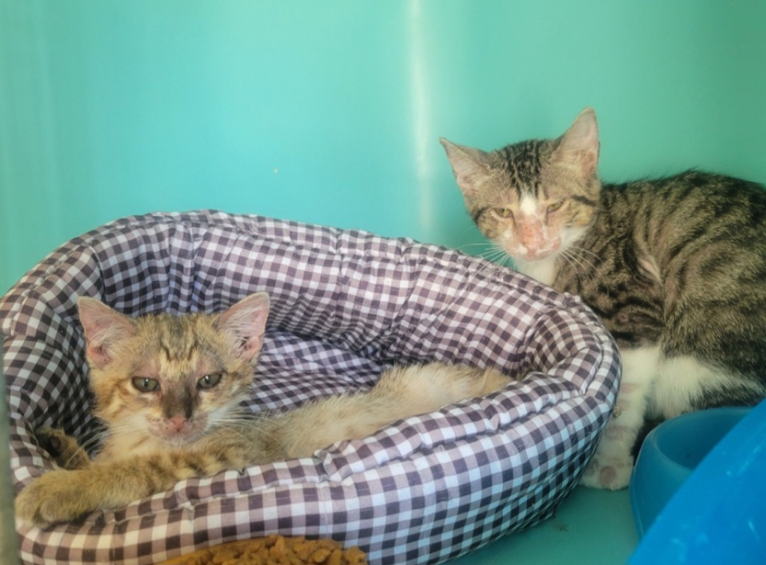 Scar - Chat Européen à adopter
