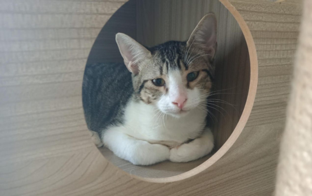 Scar - Chat Européen à adopter