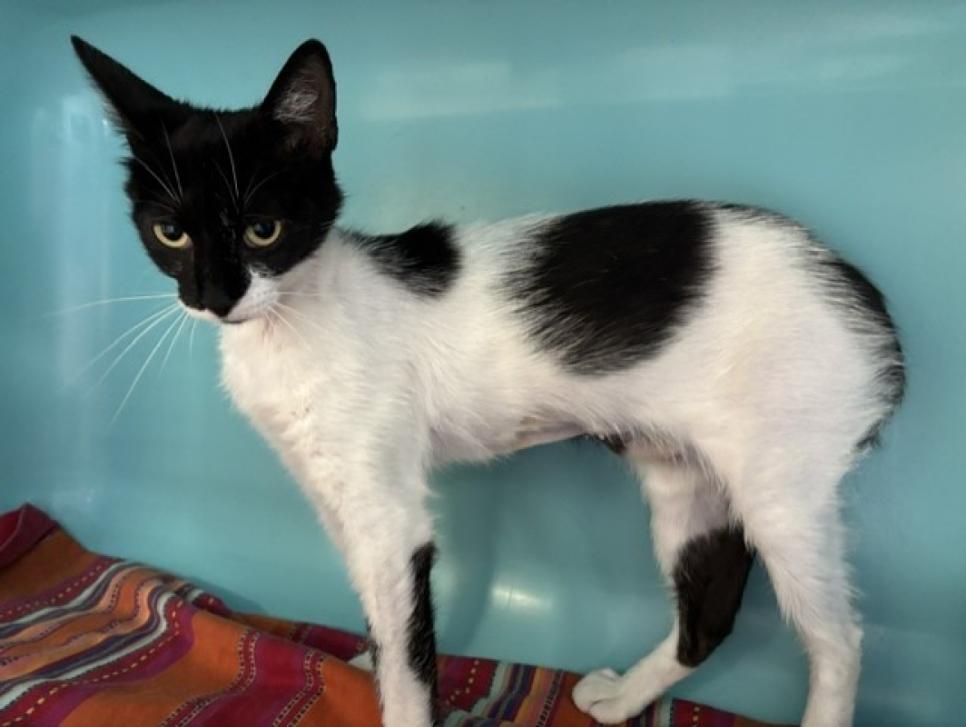 Calie - Chat Européen à adopter
