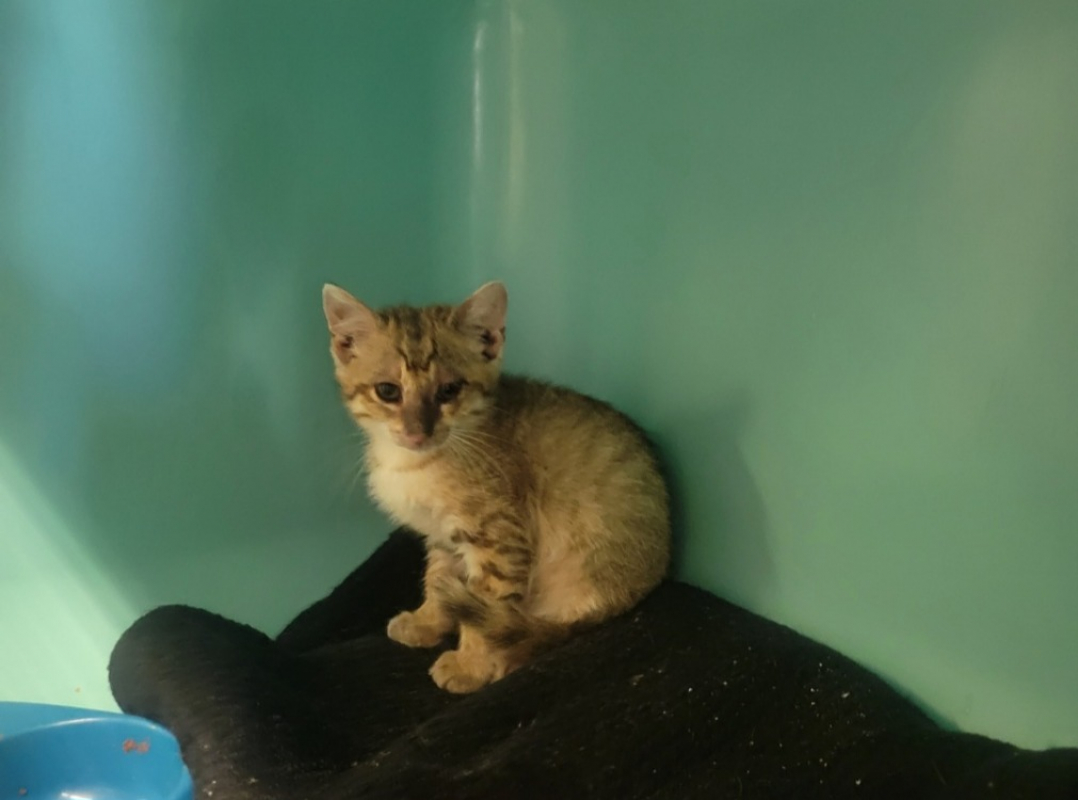 Bibou - Chat Européen à adopter