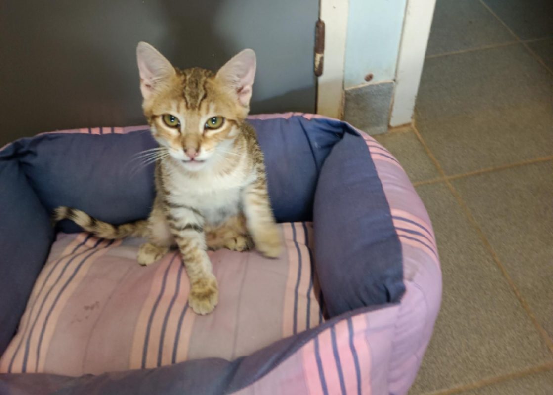 Bibou - Chat Européen à adopter