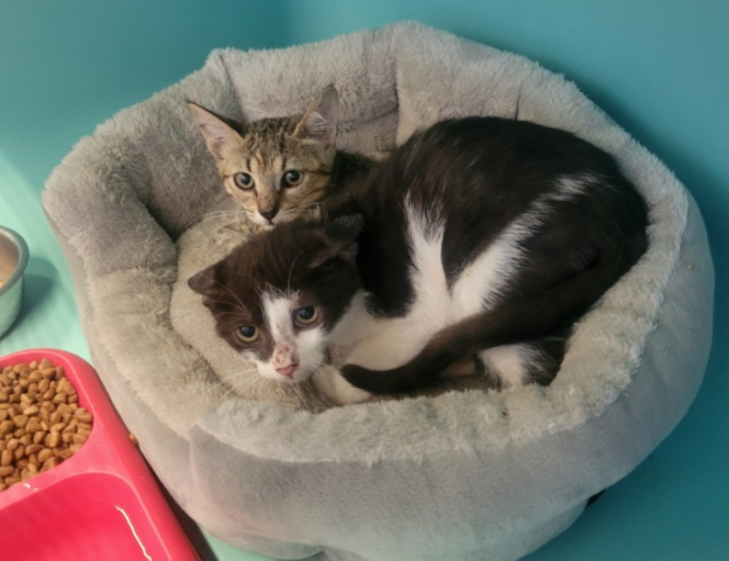 Simba - Chat Européen à adopter