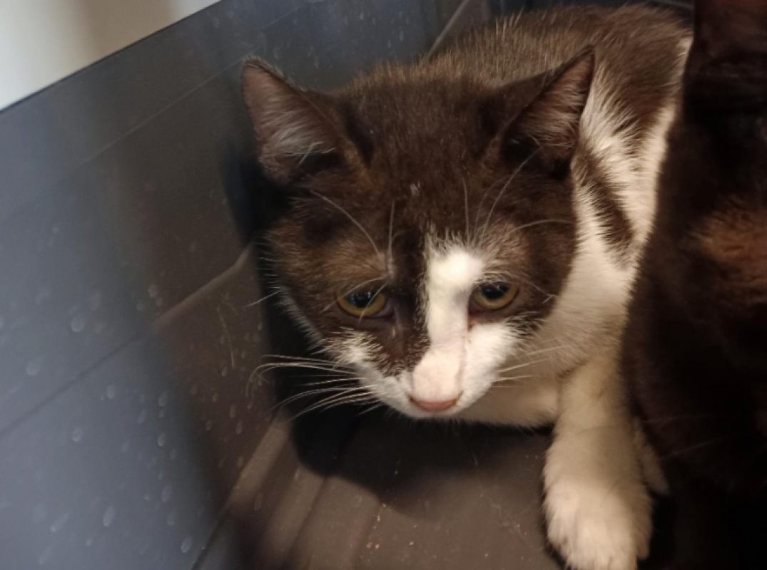 Simba - Chat Européen à adopter