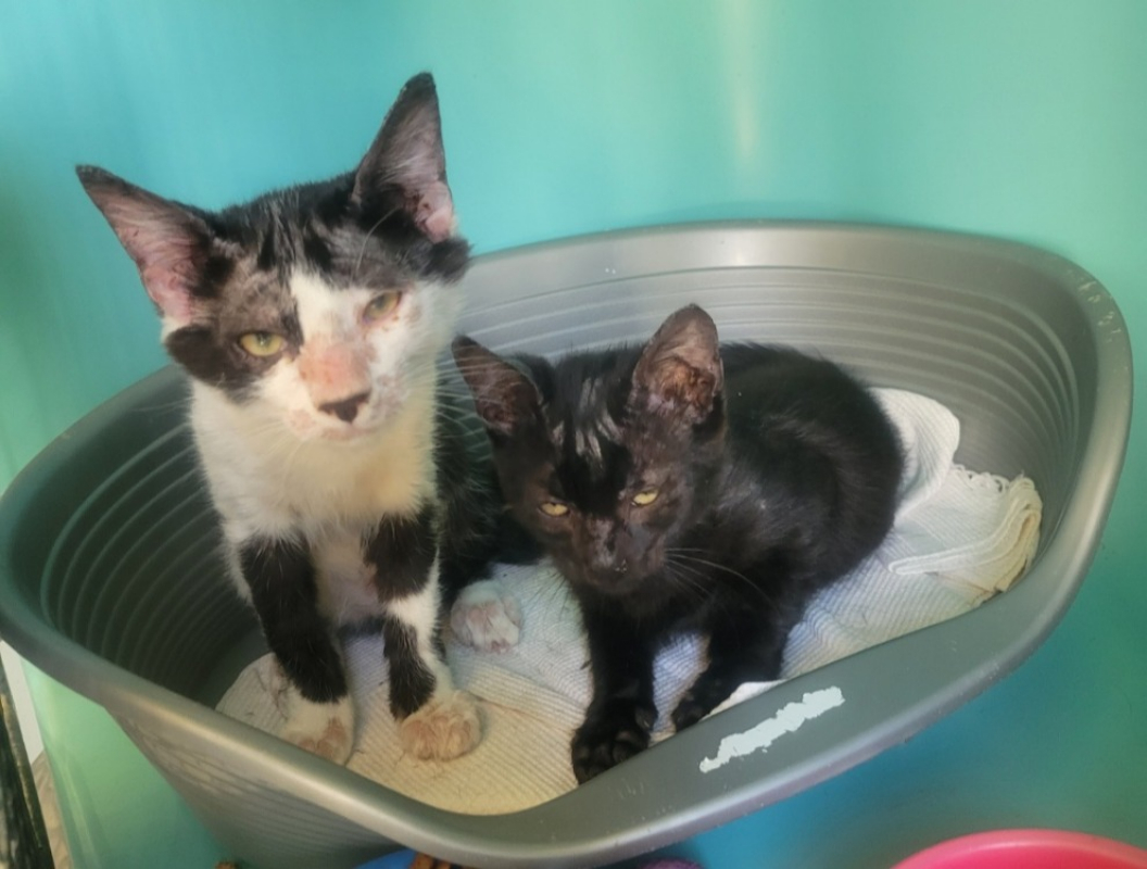 Oreo - Chat Européen à adopter