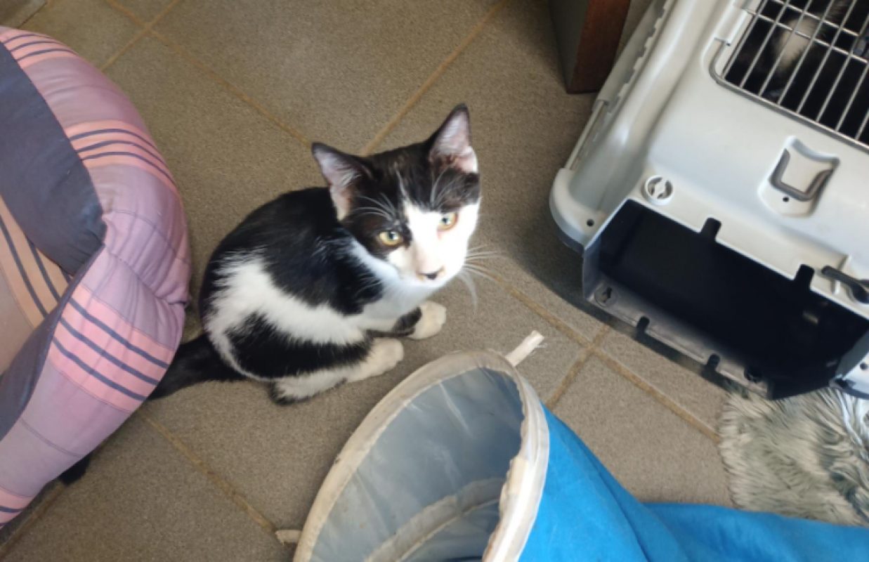 Oreo - Chat Européen à adopter