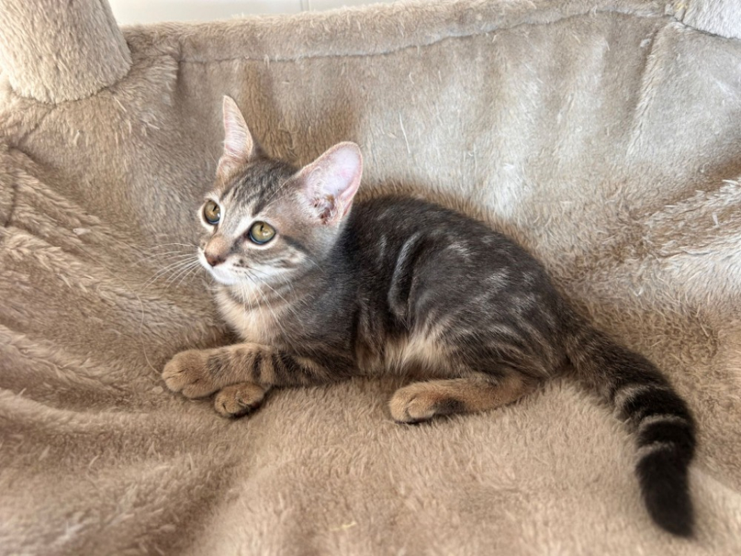 Barchetta - Chat Européen à adopter