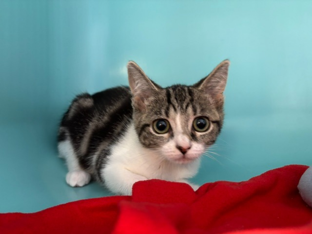 Bianca - Chat Européen à adopter