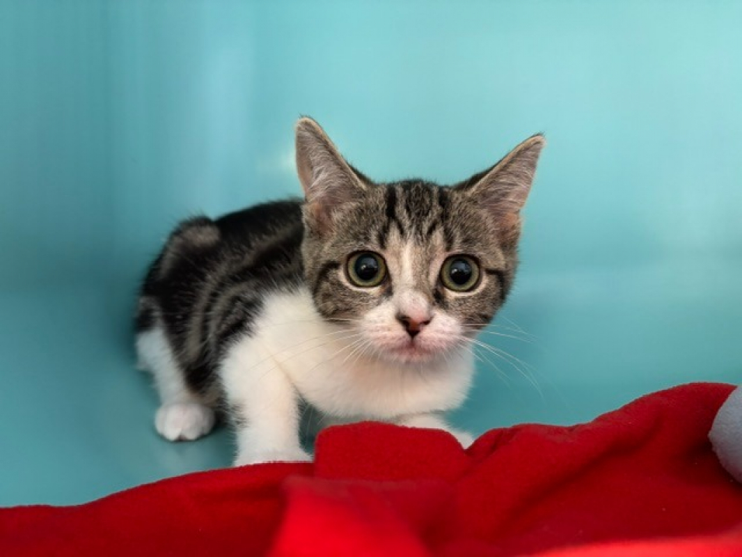 Bianca - Chat Européen à adopter - photo 2