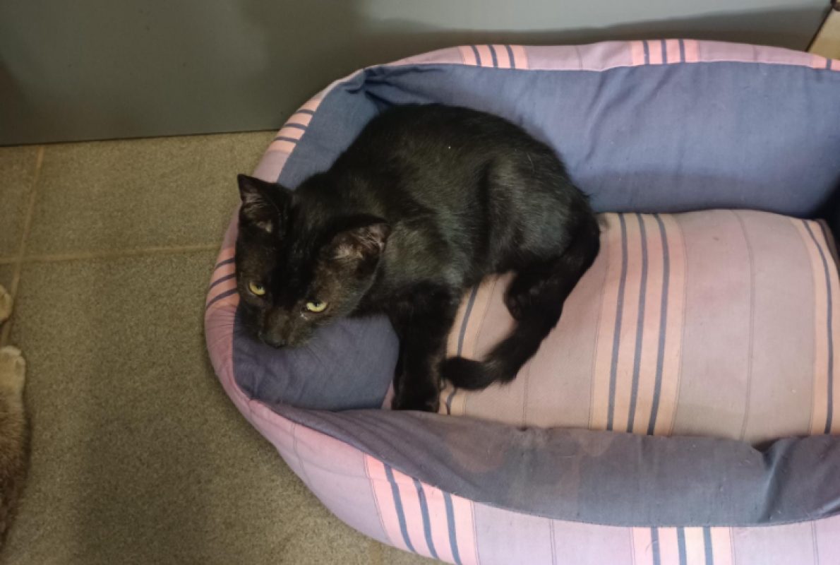 Ninja - Chat Européen à adopter