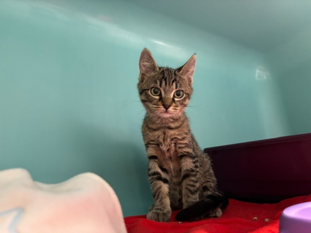 Bao - Chat Européen à adopter