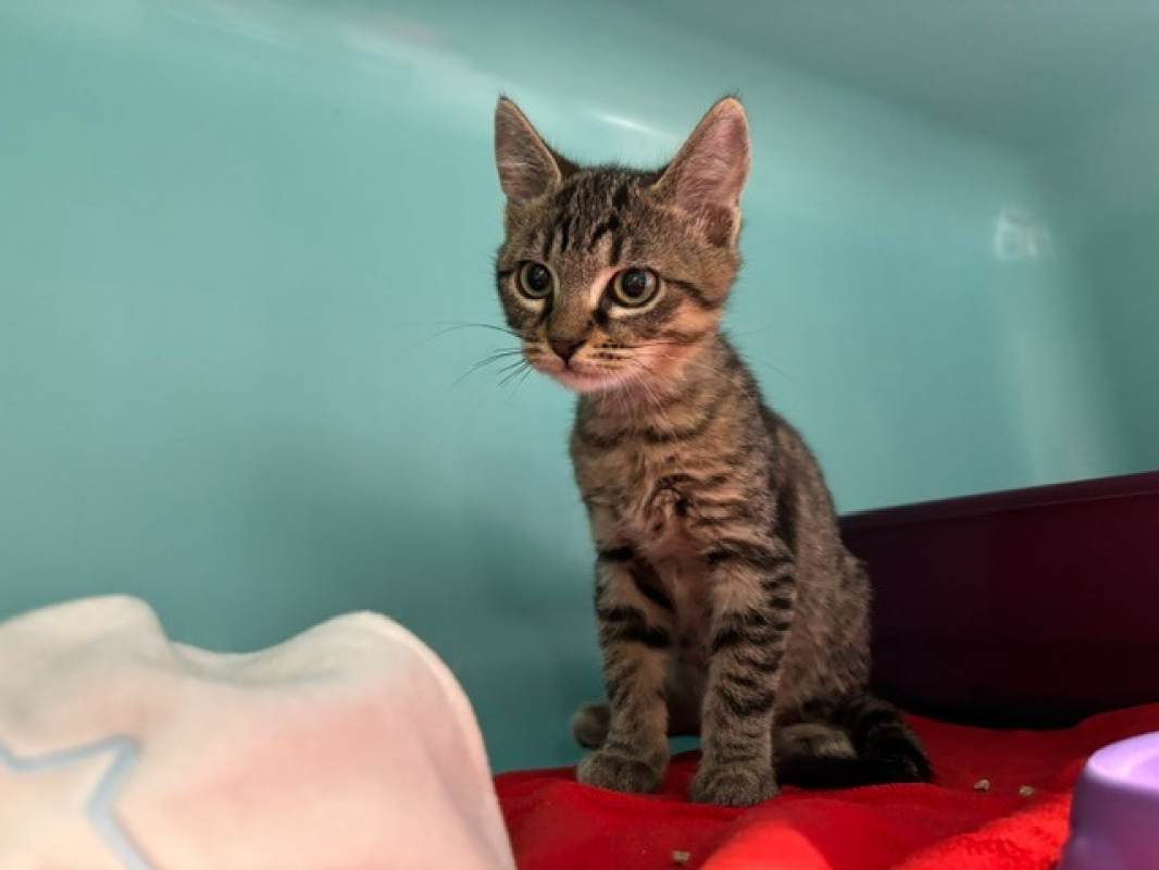 Bao - Chat Européen à adopter - photo 2