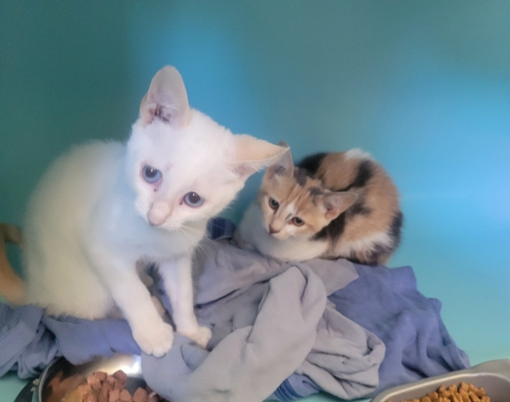 Byo - Chat Européen à adopter