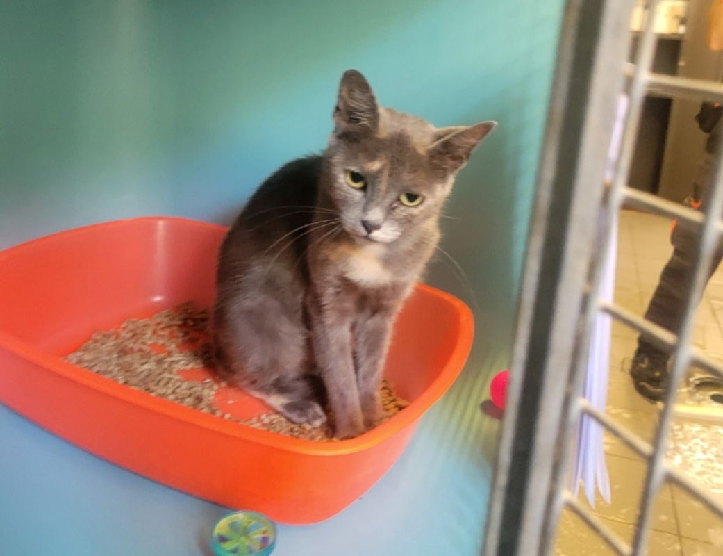 Cina - Chat Européen à adopter
