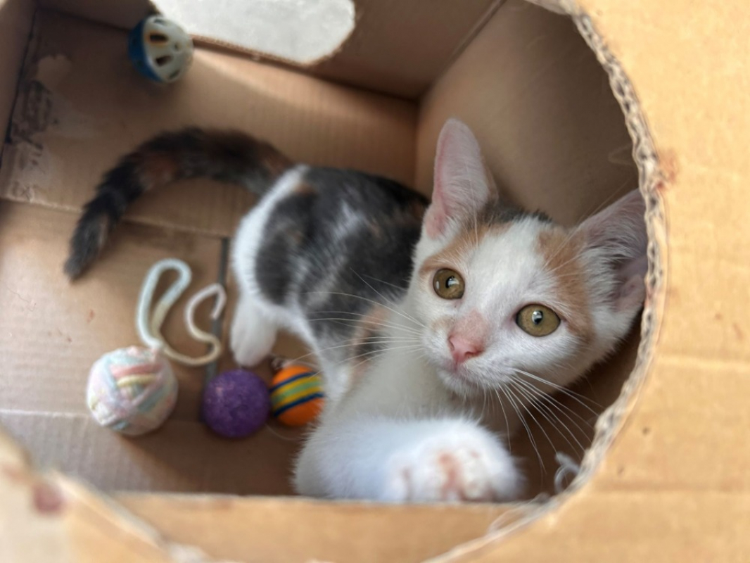 Bmw - Chat Européen à adopter